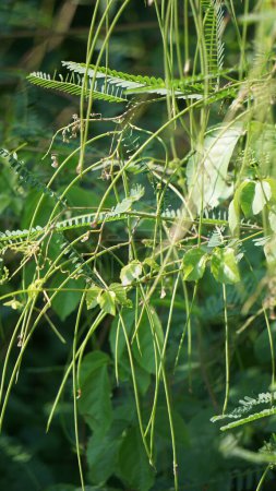 Tephrosia linearis mit natürlichem Hintergrund. Diese Pflanze ist eine Kräuterart aus der Familie der Hülsenfrüchte. Sie haben eine sich selbst tragende Wachstumsform. Sie haben breite Blätter.