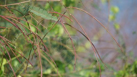Tephrosia linearis mit natürlichem Hintergrund. Diese Pflanze ist eine Kräuterart aus der Familie der Hülsenfrüchte. Sie haben eine sich selbst tragende Wachstumsform. Sie haben breite Blätter.