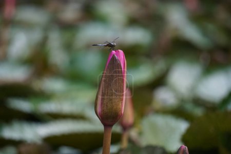 libellule sur la fleur de nénuphar