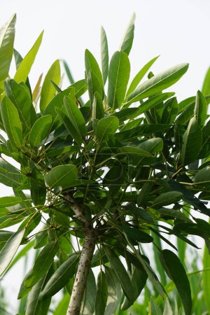 Tabebuia caraiba (Tabebuia aurea, trompette des Caraïbes, trompette d'argent, arbre d'or) avec un fond naturel
