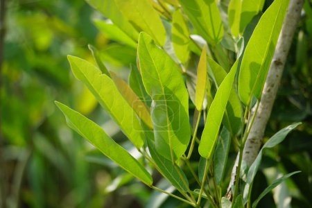 Tabebuia caraiba (Tabebuia aurea, karibische Trompete, Silbertrompetenbaum, Goldbaum) mit natürlichem Hintergrund