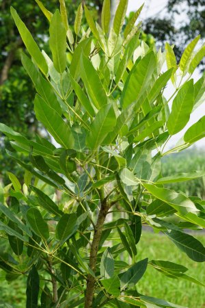 Tabebuia caraiba (Tabebuia aurea, trompette des Caraïbes, trompette d'argent, arbre d'or) avec un fond naturel