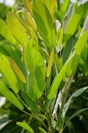 Tabebuia caraiba (Tabebuia aurea, trompeta caribeña, trompeta de plata, árbol de oro) con un fondo natural