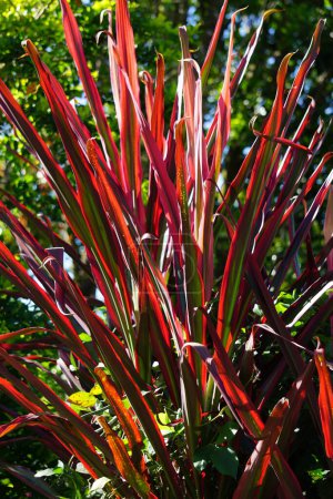 Phormium Guardsman (Neuseeland Flachs, Hanf, Flachslilie) Pflanze. Sie kann bis zu 6 Fuß groß werden. Die Blattfächer sind schmal, die Blätter recht gerade und steif.