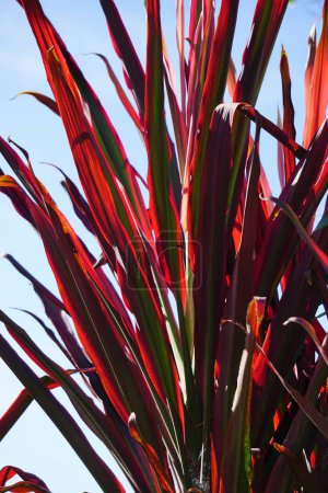 Phormium Guardsman (New Zealand Flax, Hemp, Flax Lily) plant. Puede crecer hasta por lo menos 6 pies de altura. Los abanicos son estrechos, las hojas bastante rectas y rígidas