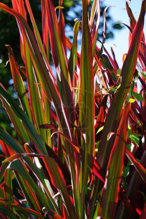 Phormium Guardsman (New Zealand Flax, Hemp, Flax Lily) plant. It can grow to at least 6 feet tall. The leaf-fans are narrow, the leaves quite straight and rigid