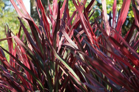 Phormium Guardsman (Neuseeland Flachs, Hanf, Flachslilie) Pflanze. Sie kann bis zu 6 Fuß groß werden. Die Blattfächer sind schmal, die Blätter recht gerade und steif.