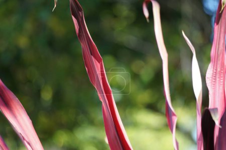 Phormium Guardsman (Nouvelle-Zélande Lin, Chanvre, Lys de lin) plante. Il peut atteindre au moins 6 pieds de haut. Les éventails sont étroits, les feuilles assez droites et rigides