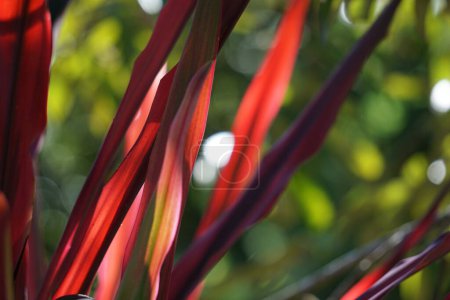 Téléchargez les photos : Phormium Guardsman (Nouvelle-Zélande Lin, Chanvre, Lys de lin) plante. Il peut atteindre au moins 6 pieds de haut. Les éventails sont étroits, les feuilles assez droites et rigides - en image libre de droit