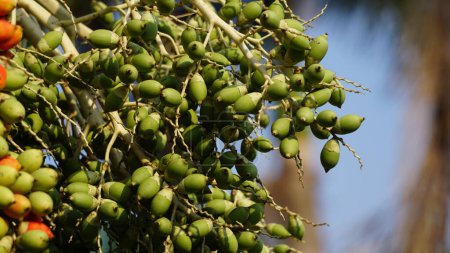 The fruit of Roystonea regia (Also called Cuban royal palm, Florida royal palm). The seed is used as a source of oil and for livestock feed.