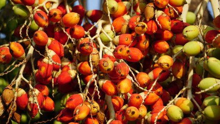 Téléchargez les photos : Le fruit de Roystonea regia (également appelé palmier royal cubain, palmier royal de Floride). La graine est utilisée comme source d'huile et pour l'alimentation du bétail. - en image libre de droit