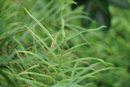 Pteris vittata (chinesische Bremse, chinesische Leiterbremse, einfach Leiterbremse, Pakis rem cina). Es wird in Gärten wegen seines attraktiven Aussehens angebaut oder in Umweltschutzprogrammen verwendet