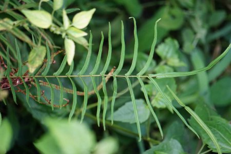Pteris vittata (chinesische Bremse, chinesische Leiterbremse, einfach Leiterbremse, Pakis rem cina). Es wird in Gärten wegen seines attraktiven Aussehens angebaut oder in Umweltschutzprogrammen verwendet