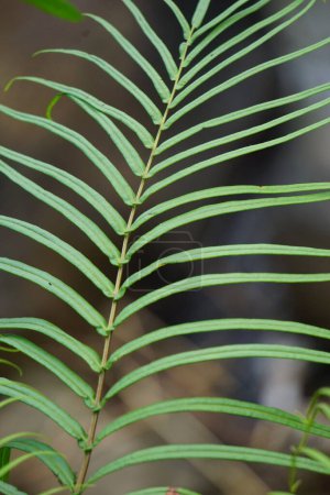 Pteris vittata (Chinese brake, Chinese ladder brake, simply ladder brake, Pakis rem cina). It is grown in gardens for its attractive appearance or used in pollution control schemes