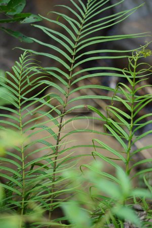 Pteris vittata (Chinese brake, Chinese ladder brake, simply ladder brake, Pakis rem cina). It is grown in gardens for its attractive appearance or used in pollution control schemes