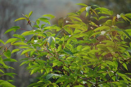 Hojas de mandioca en el árbol. Indonesio lo llaman singkong o ketela. Indonesia usa hojas jóvenes como alimento