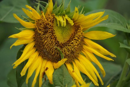 Sonnenblume (Helianthus annuus, Bunga matahari) am Baum. Helianthus annuus leitet sich vom griechischen Helios "Sonne" und anthos "Blume" ab, während der Beiname annuus im Lateinischen "jährlich" bedeutet..