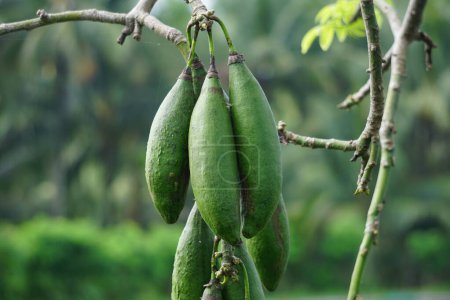 Die Frucht von Ceiba pentandra (Baumwolle, Javakapok, Seidenbaumwolle, Samauma) mit natürlichem Hintergrund. Indonesier verwendeten diese Pflanze als Beet