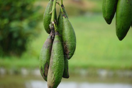 Die Frucht von Ceiba pentandra (Baumwolle, Javakapok, Seidenbaumwolle, Samauma) mit natürlichem Hintergrund. Indonesier verwendeten diese Pflanze als Beet