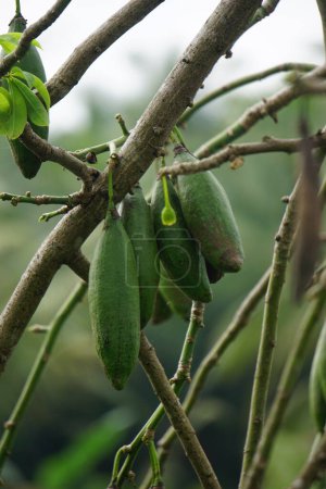 Le fruit de Ceiba pentandra (coton, Java kapok, coton de soie, samauma) avec un fond naturel. Indonésien utilisé cette plante comme lit
