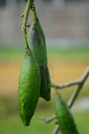 El fruto de Ceiba pentandra (algodón, kapok Java, algodón de seda, samauma) con un fondo natural. Indonesio utiliza esta planta como cama