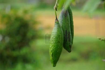 Le fruit de Ceiba pentandra (coton, Java kapok, coton de soie, samauma) avec un fond naturel. Indonésien utilisé cette plante comme lit