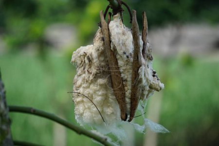 The fruit of Ceiba pentandra (cotton, Java kapok, silk cotton, samauma) with a natural background. Indonesian used this plant as bed