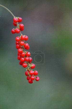 Photo for Rivina humilis (pigeonberry, rouge plant, baby peppers, bloodberry, coralito, Getih-getihan). The berries have been tested in male rats and are reported to be safe to consume also used food coloring - Royalty Free Image