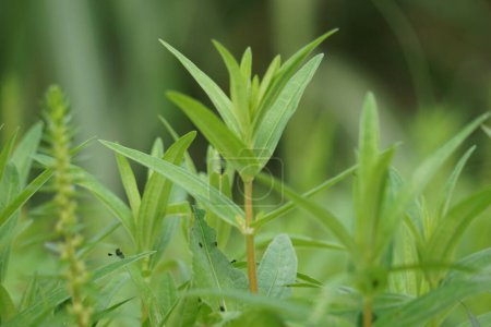 Rotala ramosior (aussi connu rotala des basses terres) herbe. Cette plante est parfois cultivée dans des aquariums.
