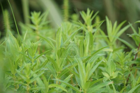 Rotala ramosior (auch bekannt als Tiefland rotala) Gras. Diese Pflanze wird manchmal in Aquarien gezüchtet.