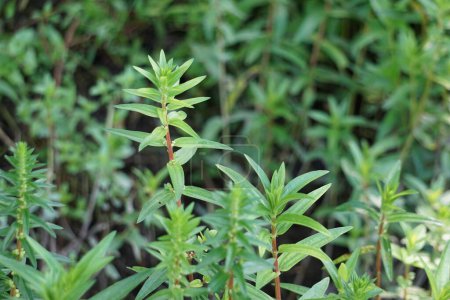 Rotala ramosior (también conocida rotala de tierras bajas) hierba. Esta planta se cultiva a veces en acuarios.