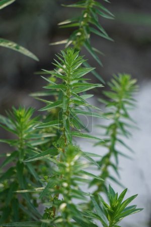 Rotala ramosior (también conocida rotala de tierras bajas) hierba. Esta planta se cultiva a veces en acuarios.