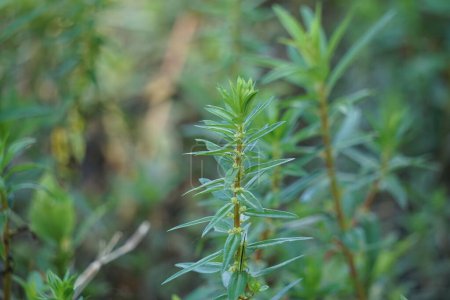 Rotala ramosior (auch bekannt als Tiefland rotala) Gras. Diese Pflanze wird manchmal in Aquarien gezüchtet.