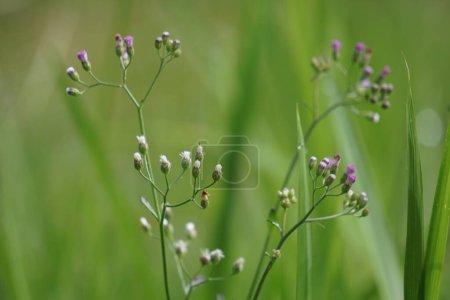Cyanthillium cinereum (pequeña hierba de hierro, poovamkurunnila, monara kudumbiya, sawi langit) flor. Cyanthillium cinereum se ha utilizado para dejar de fumar y aliviar el resfriado común