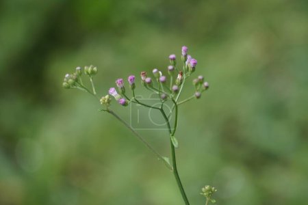 Cyanthillium cinereum (petite asclépiade, poovamkurunnila, monara kudumbiya, langit sawi) fleur. Cyanthillium cinereum a été utilisé pour arrêter de fumer et soulager le rhume