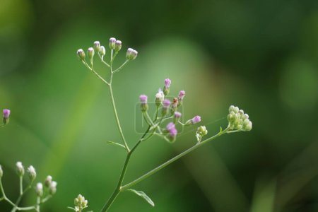 Cyanthillium cinereum (kleines Eisengras, poovamkurunnila, monara kudumbiya, sawi langit) blüht. Cyanthillium cinereum wurde verwendet, um das Rauchen aufzugeben und die Erkältung zu lindern