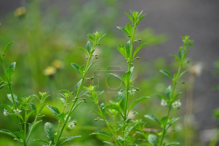 Photo for Scoparia dulcis (licorice weed, goatweed, scoparia-weed, sweet-broom, tapeiava, tapixaba, vassourin, kallurukki, Sapu manis). it has been used for various problems such as hemorrhoids and wounds - Royalty Free Image