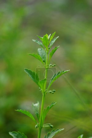 Photo for Scoparia dulcis (licorice weed, goatweed, scoparia-weed, sweet-broom, tapeiava, tapixaba, vassourin, kallurukki, Sapu manis). it has been used for various problems such as hemorrhoids and wounds - Royalty Free Image