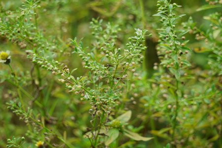 Scoparia dulcis (licorice weed, goatweed, scoparia-weed, sweet-broom, tapeiava, tapixaba, vassourin, kallurukki, Sapu manis). it has been used for various problems such as hemorrhoids and wounds