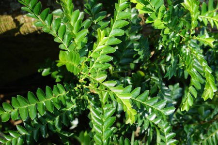 Phyllanthus buxifolius (Scepasma bucifolius, seligi, Kayu Sisih) in nature. Phyllanthus buxifolius is used as a remedy for sprained joints by sprinkling and massaging the sore joints.
