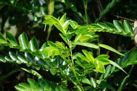Phyllanthus buxifolius (Scepasma bucifolius, seligi, Kayu Sisih) in der Natur. Phyllanthus buxifolius wird als Heilmittel bei verstauchten Gelenken verwendet, indem man die schmerzenden Gelenke besprengt und massiert.