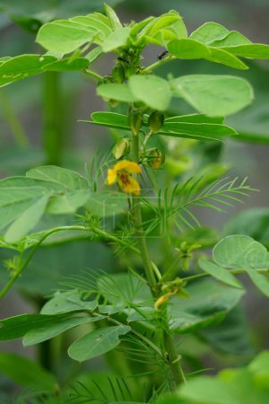 Senna tora (Cassia tora, tora, faucille, faucille, tora, dosette de café, f?tus cassia, senna, faucille) dans la nature. Les graines et les feuilles sont utilisées pour traiter les maladies de la peau