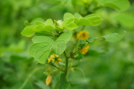 Senna tora (Cassia tora, tora, sickle senna, sickle pod, tora, coffee pod, foetid cassia, senna, sicklepod) in nature. The seeds and leaves are used to treat skin disease