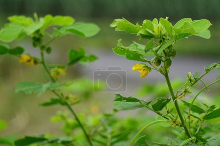 Senna tora (Cassia tora, tora, sickle senna, sickle pod, tora, coffee pod, foetid cassia, senna, sicklepod) in nature. The seeds and leaves are used to treat skin disease