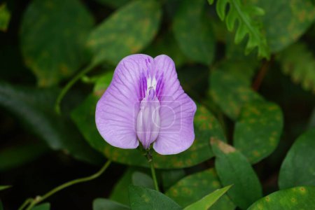 Centrosema virginianum Pflanze mit natürlichem Hintergrund. Auch Spurred Butterfly Pea, wilder blauer Weinstock, blaue Glocke, wilde Erbse genannt. Diese Pflanze in Indonesien (Javanese) wird Sinder siman genannt.