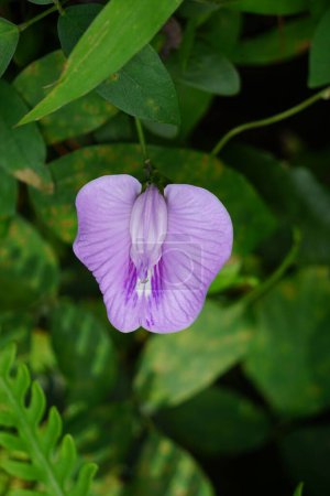 Centrosema virginianum Pflanze mit natürlichem Hintergrund. Auch Spurred Butterfly Pea, wilder blauer Weinstock, blaue Glocke, wilde Erbse genannt. Diese Pflanze in Indonesien (Javanese) wird Sinder siman genannt.