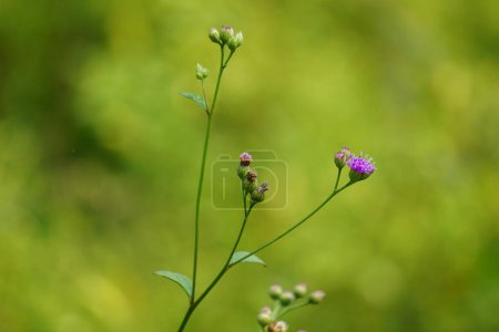 Vernonia glauca (Appalachian Ironweed, Broadleaf Ironweed, Tawny Ironweed, Upland Ironweed). Vernonia glauca is a plant species belonging to the Asteraceae family