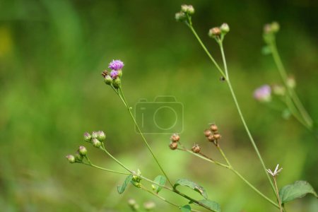 Vernonia glauca (Appalachian Ironweed, Broadleaf Ironweed, Tawny Ironweed, Upland Ironweed). Vernonia glauca ist eine Pflanzenart aus der Familie der Asteraceae