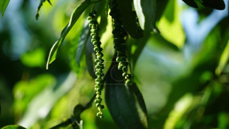 Pimienta negra (Piper nigrum, pimienta de maíz, merica, lada, sahang) en el árbol
