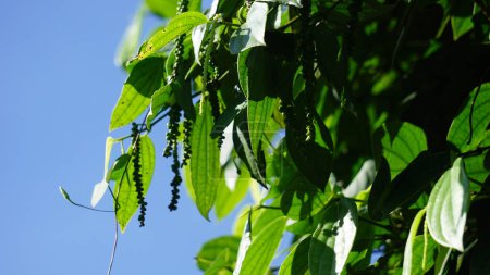 Poivre noir (Piper nigrum, maïs poivré, merica, lada, sahang) sur l'arbre
